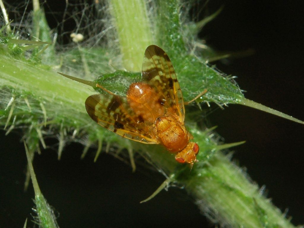 Un''altra piccola mosca